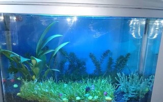 水族箱空着的利与弊（探讨水族箱没有鱼类的影响及注意事项）