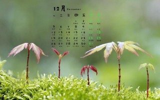轻松学习如何重装台式电脑的桌面（一步步教你重装桌面，让你的电脑焕然一新）