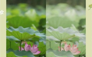 用电脑剪映轻松调色，打造美丽荷花视频（学会电脑剪映荷花调色，让你的视频更生动绚丽）
