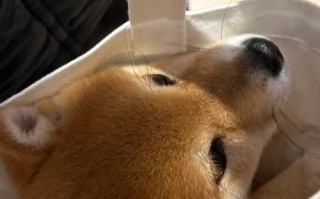 狗喝了可乐会有什么影响？（探究狗喝了可乐的可能后果及应对措施）