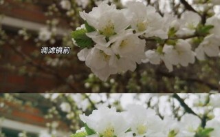 如何使用复古滤镜为电脑照片调色（借助复古滤镜，轻松为电脑照片增添怀旧风格）