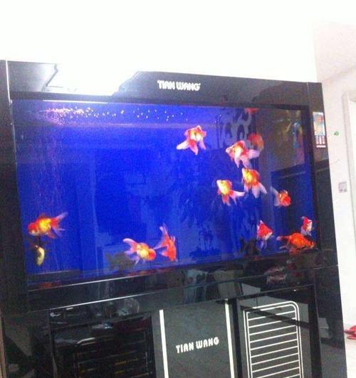 水族箱空着的影响及其应对之道（探索水族箱长期空置的风险，寻找有效的保养方法）-第2张图片-数科之翼