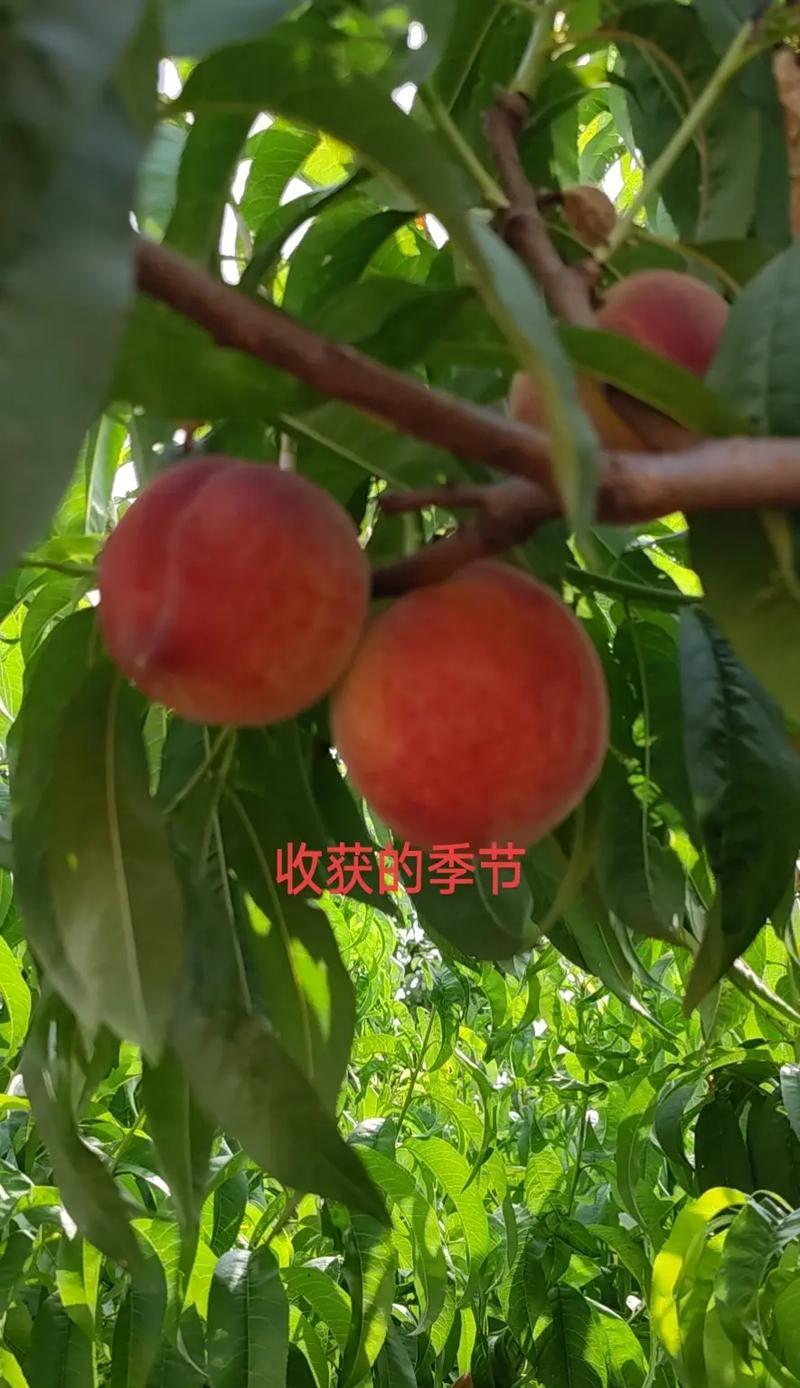 南方电讯（以南方电讯为例，探析中国通信企业在技术与服务方面的突出表现）-第1张图片-数科之翼
