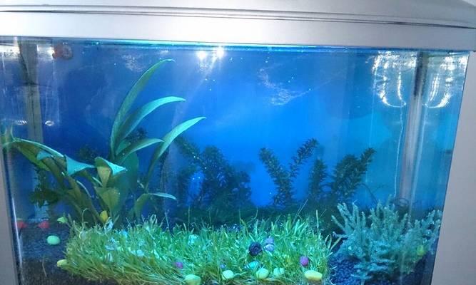 水族箱空着的利与弊（探讨水族箱没有鱼类的影响及注意事项）-第1张图片-数科之翼