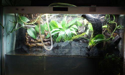 水族箱空着的利与弊（探讨水族箱没有鱼类的影响及注意事项）-第3张图片-数科之翼