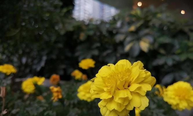 探索麦芒拍照的魅力（用麦芒拍照，记录美好瞬间）-第3张图片-数科之翼