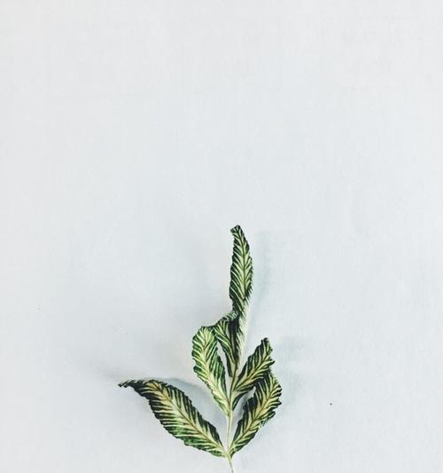 用手机拍摄电脑背景教程（简单易学，手机也能拍出美丽电脑壁纸！）-第2张图片-数科之翼