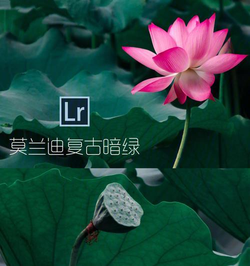 用电脑剪映轻松调色，打造美丽荷花视频（学会电脑剪映荷花调色，让你的视频更生动绚丽）-第2张图片-数科之翼